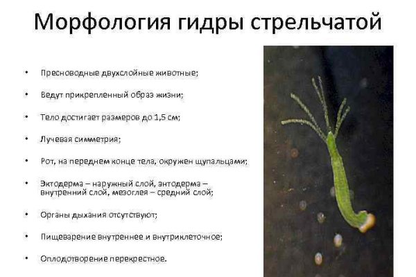 Kraken tor onion зеркало