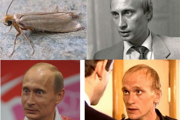 Darknet как войти