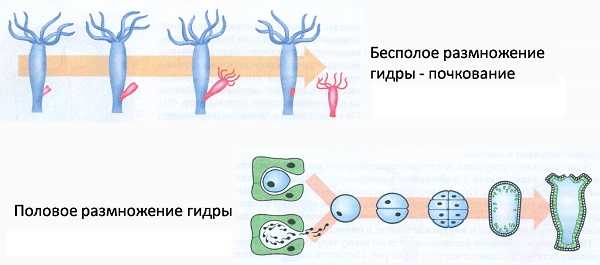 Кракен маркет даркнет только через тор скачать